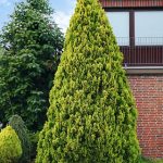 Chamaecyparis lawsoniana 'Ivonne' -