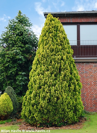 Chamaecyparis lawsoniana 'Ivonne' -
