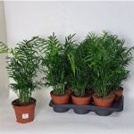 Chamaedorea ELEGANS