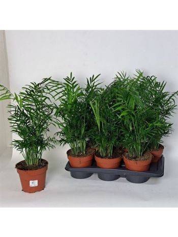 Chamaedorea_ELEGANS Chamaedorea ELEGANS