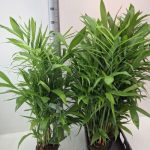 Chamaedorea SEIFRIZII