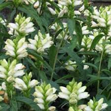 Chelone obliqua 'Alba' (Csinos gerlefej)