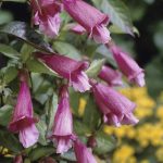 Chelonopsis moschata