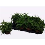 Chlorophytum COM BONNIE