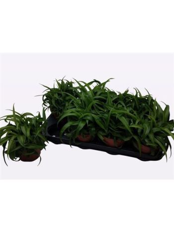 Chlorophytum COM GRE BONNIE