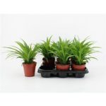 Chlorophytum COM LEMON