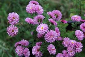 Chrysanthemum  'Mei-Kyo' (Margitvirág)