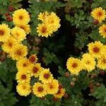 Chrysanthemum × indicum 'Bienchen' (Kerti margitvirág)