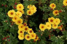 Chrysanthemum × indicum 'Bienchen' (Kerti margitvirág)