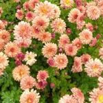Chrysanthemum × indicum 'Herbstbrokat' (Kerti margitvirág)