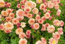 Chrysanthemum × indicum 'Herbstbrokat' (Kerti margitvirág)