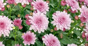 Chrysanthemum × indicum 'Julia' (Kerti margitvirág)