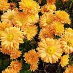 Chrysanthemum × indicum 'Kleiner Berstein' (Kerti margitvirág)