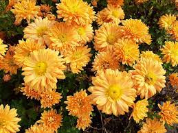 Chrysanthemum × indicum 'Kleiner Berstein' (Kerti margitvirág)