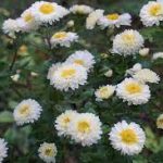 Chrysanthemum × indicum 'Poesie' (Kerti margitvirág)