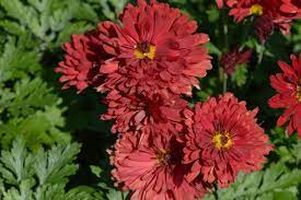 Chrysanthemum × indicum 'Red Velvet' (Kerti margitvirág)
