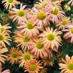 Chrysanthemum × rubellum 'Mary Stoker' (Margitvirág)
