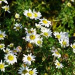 Chrysanthemum zawadskii (Koreai margitvirág)
