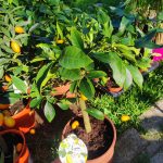 Citrus floridana – Törpe narancs