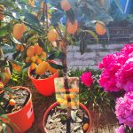 Citrus kumquat – Kumkvat