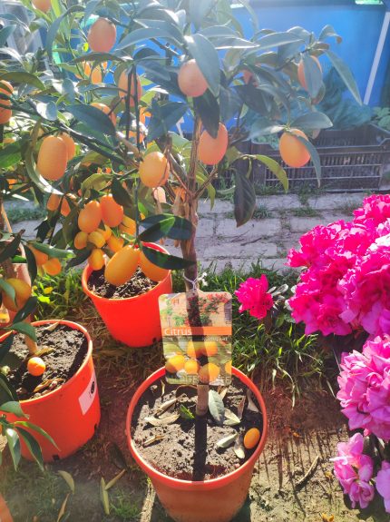 Citrus kumquat – Kumkvat