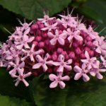 Clerodendron bungei -