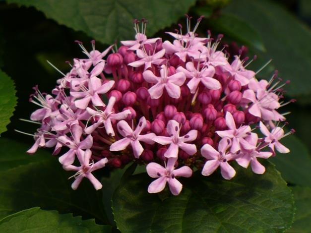 CREATOR: gd-jpeg v1.0 (using IJG JPEG v62), quality = 255 Clerodendron bungei -