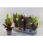 Codiaeum GR EXCELLENT