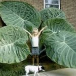 Colocasia ‘Jack’s Giant’