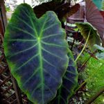 Colocasia antiquorum var. illustris