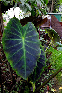 Colocasia antiquorum var. illustris