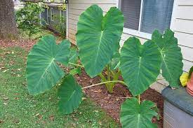 Colocasia esculenta kerti tavi növény