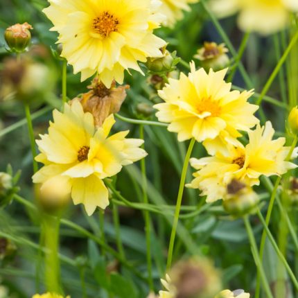 Coreopsis  'Solar Dance' (Menyecskeszem)