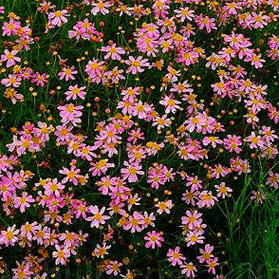 Coreopsis verticillata 'American Dream' (Keskenylevelű menyecskeszem)