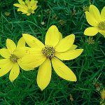 Coreopsis verticillata 'Grandiflora' (Keskenylevelű menyecskeszem)