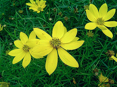Coreopsis verticillata 'Grandiflora' (Keskenylevelű menyecskeszem)