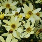 Coreopsis verticillata 'Moonbeam' (Keskenylevelű menyecskeszem)