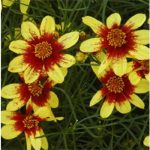 Coreopsis verticillata 'Route 66' (Keskenylevelű menyecskeszem)