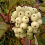 Cornus alba - Fehér som