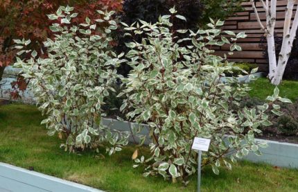 Cornus alba 'Argenteomarginata' - Fehér-tarka levelű som