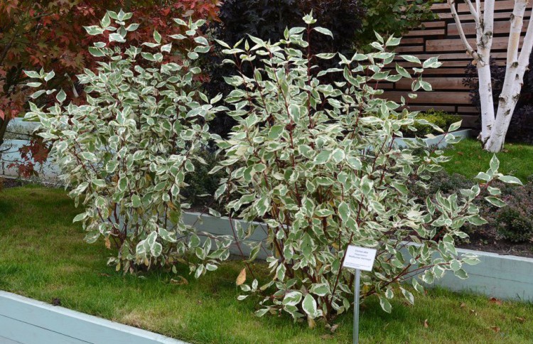 Cornus_alba_Argenteomarginata_-_Feher-tarka_levelu_som Cornus alba 'Argenteomarginata' - Fehér-tarka levelű som