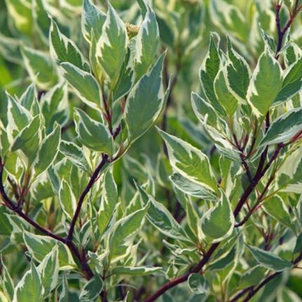 Cornus alba 'Elegantissima' - Fehér-tarka levelű som