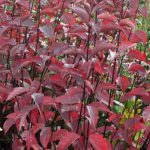 Cornus alba 'Kesselringii' - Barnás levelű fekete vesszejű som