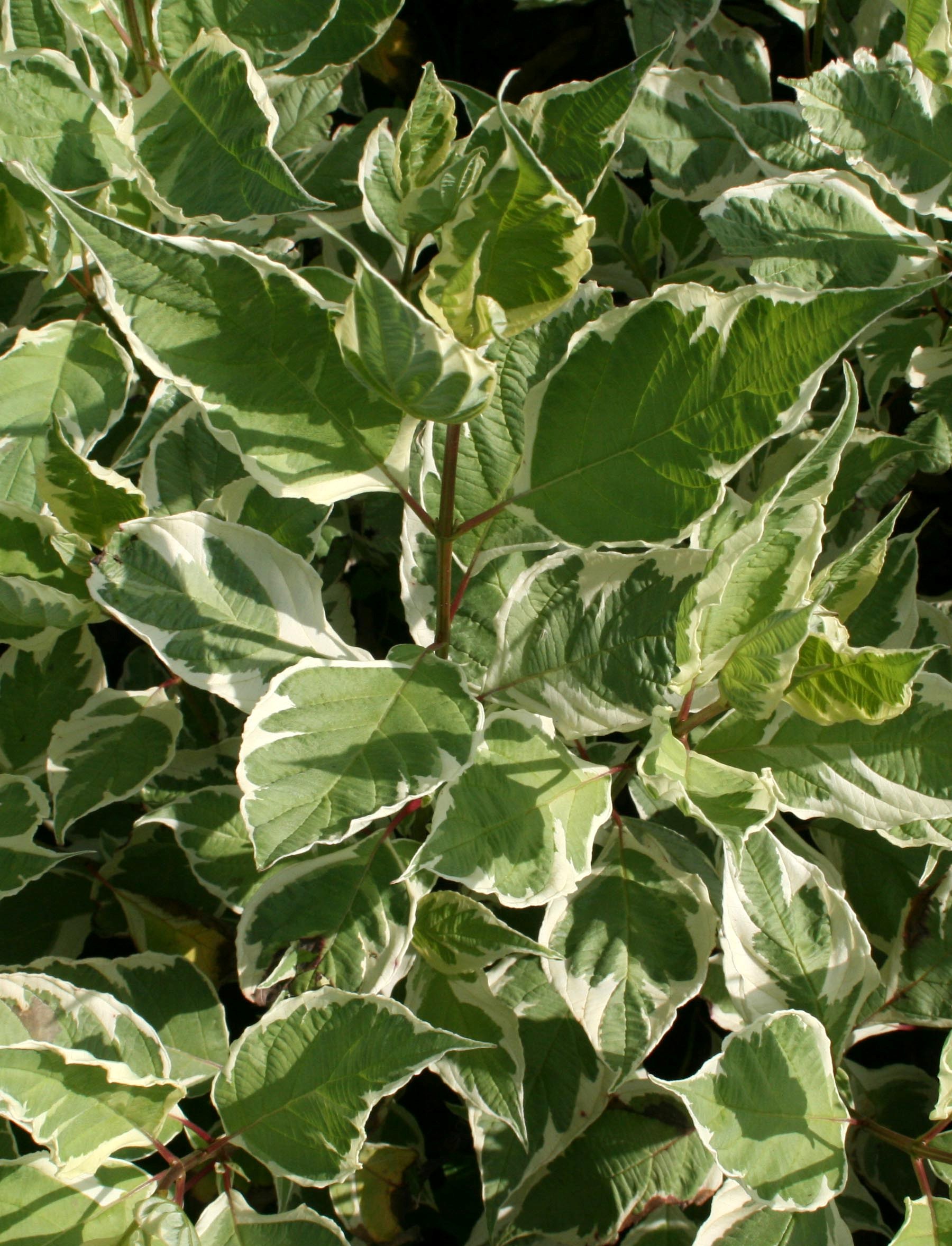 Cornus alba 'Sibirica Variegata' - Fehér-tarka levelű som