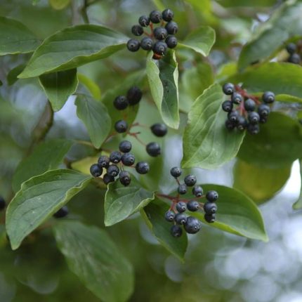 Cornus amomum 'Blue Cloud' -