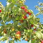 Cornus mas - Húsos som