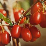 Cornus mas 'Jolico' -