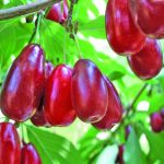 Cornus mas 'Kazanlak' (OND) -