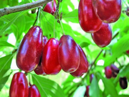 Cornus mas 'Kazanlak' (OND) -