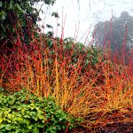 Cornus sanguinea 'Midwinter Fire' - Zöld levelű